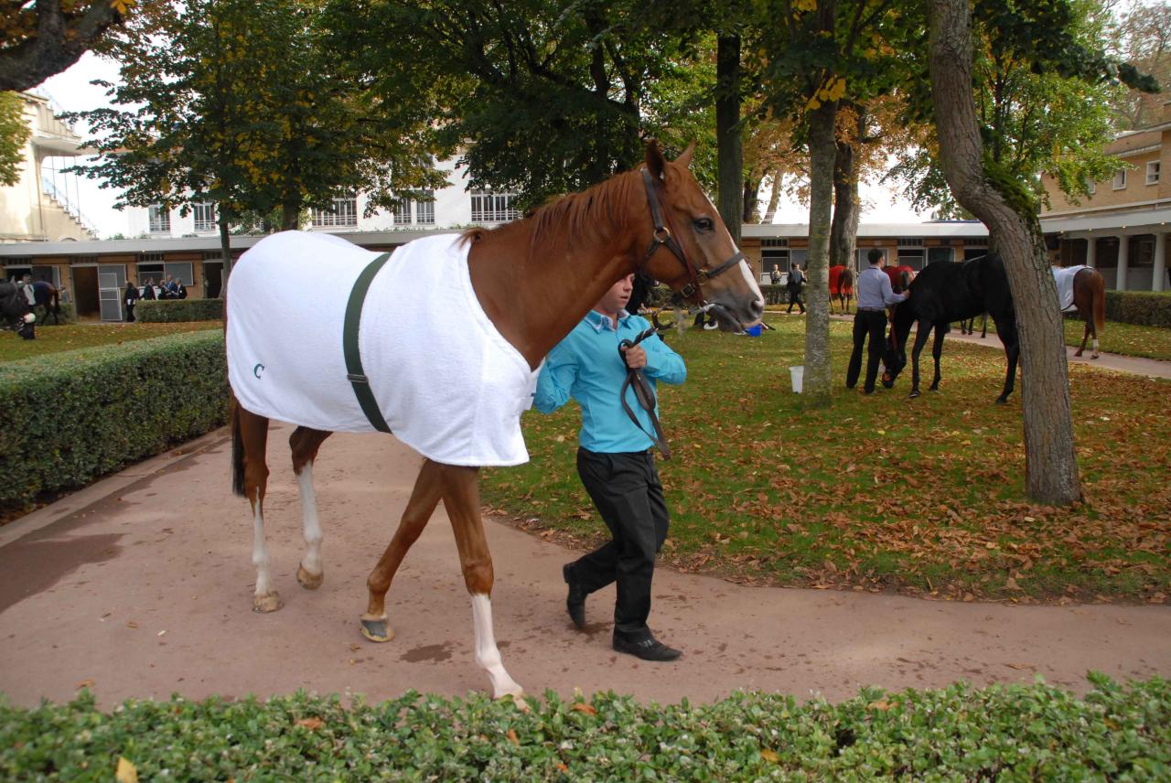 121007 Qatar Prix de la Forêt Lonchamp (2)