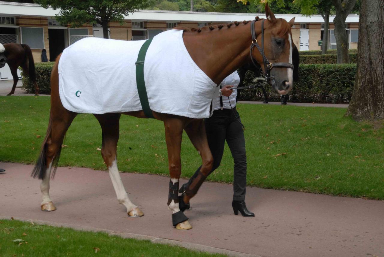 130901 Echauffement Prix LFPC Longchamp