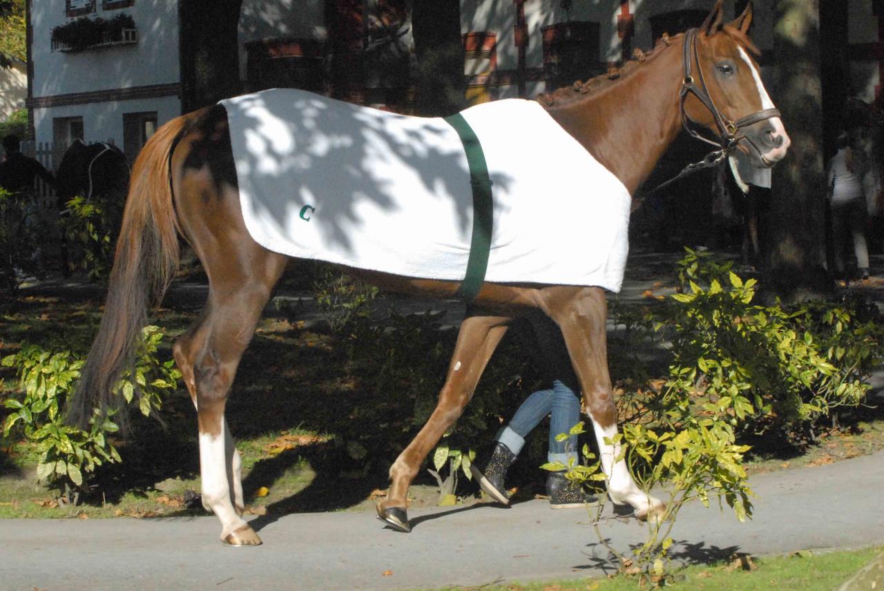 131023 Deauville Prix Motteraye (1)