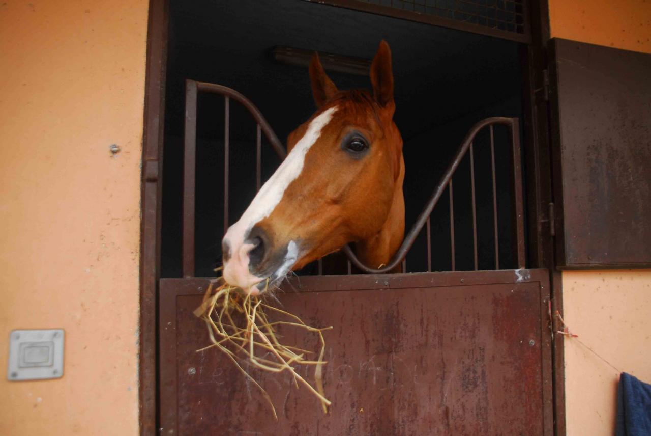 140208 Cagnes (10)
