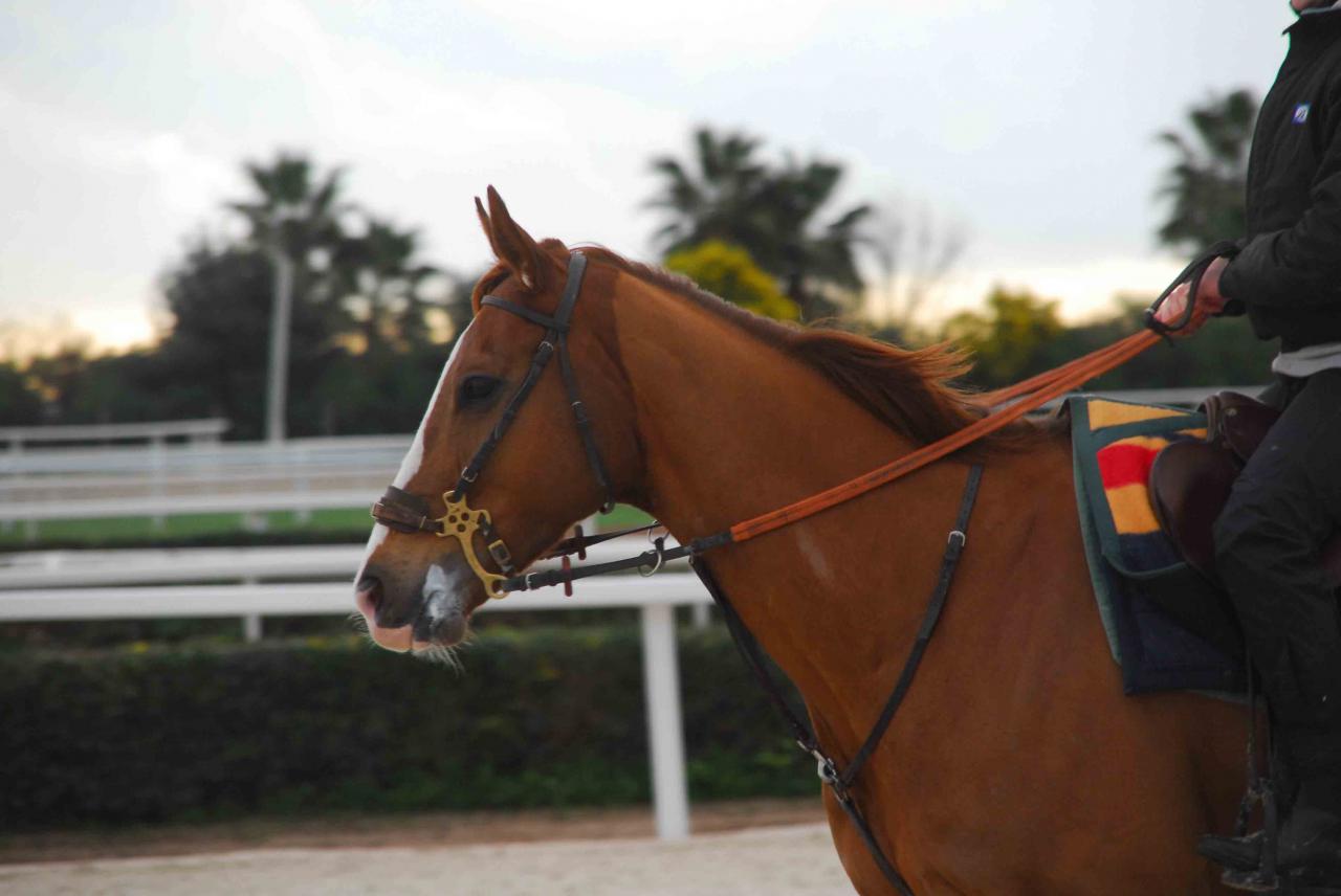 140208 Cagnes (7)