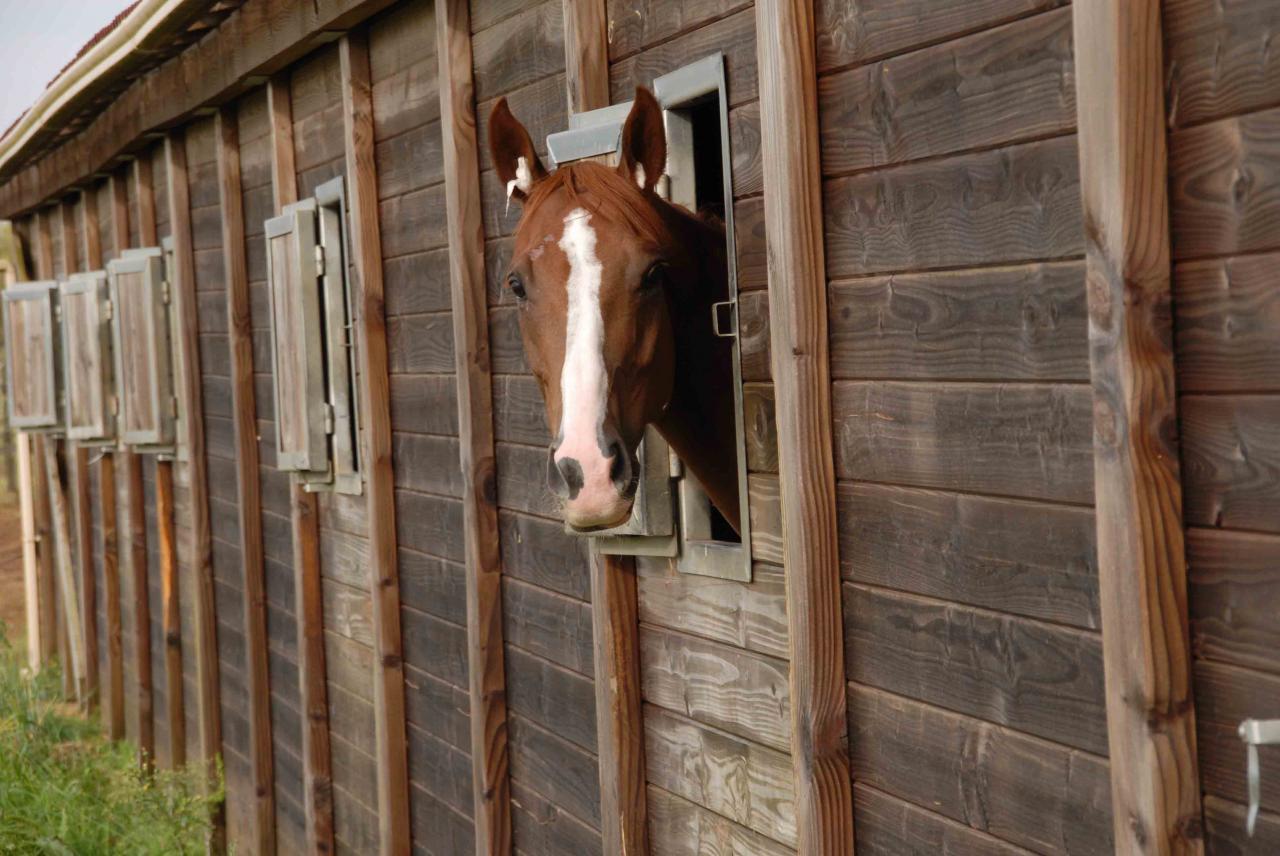 141007 Retour au Haras des Petits Champs