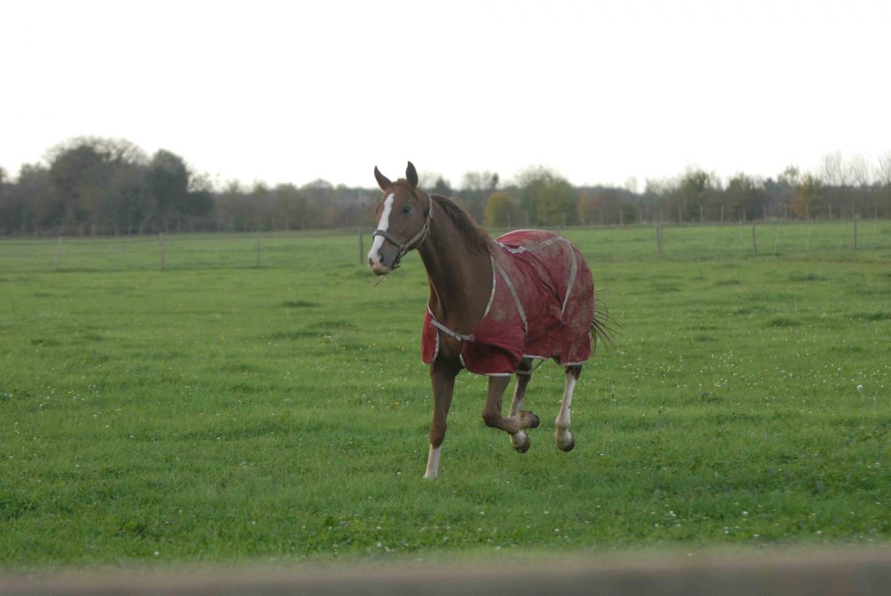 141109 Haras des Petits Champs