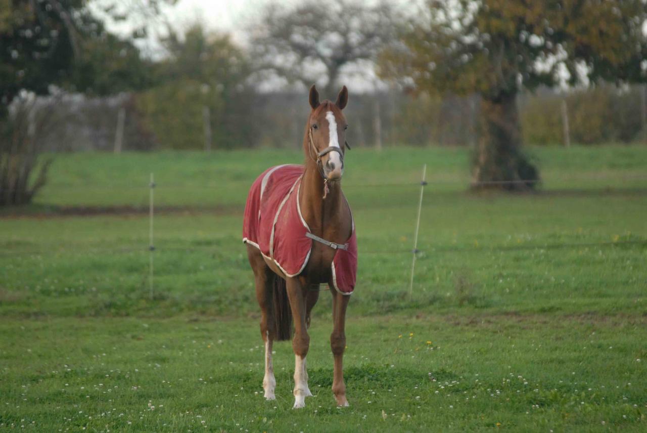 141109 Haras des Petits Champs