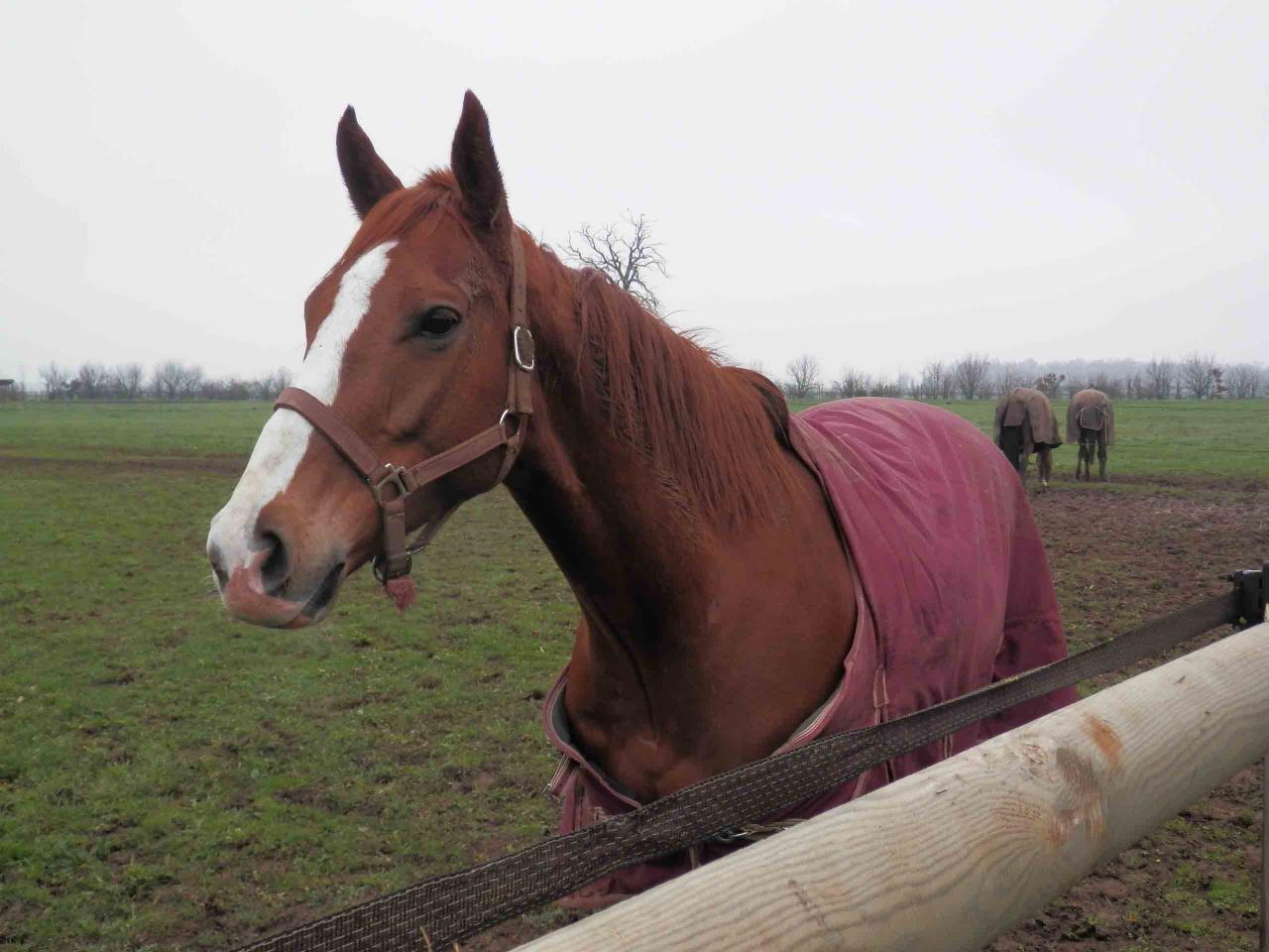 141227 Haras des Petits Champs 02