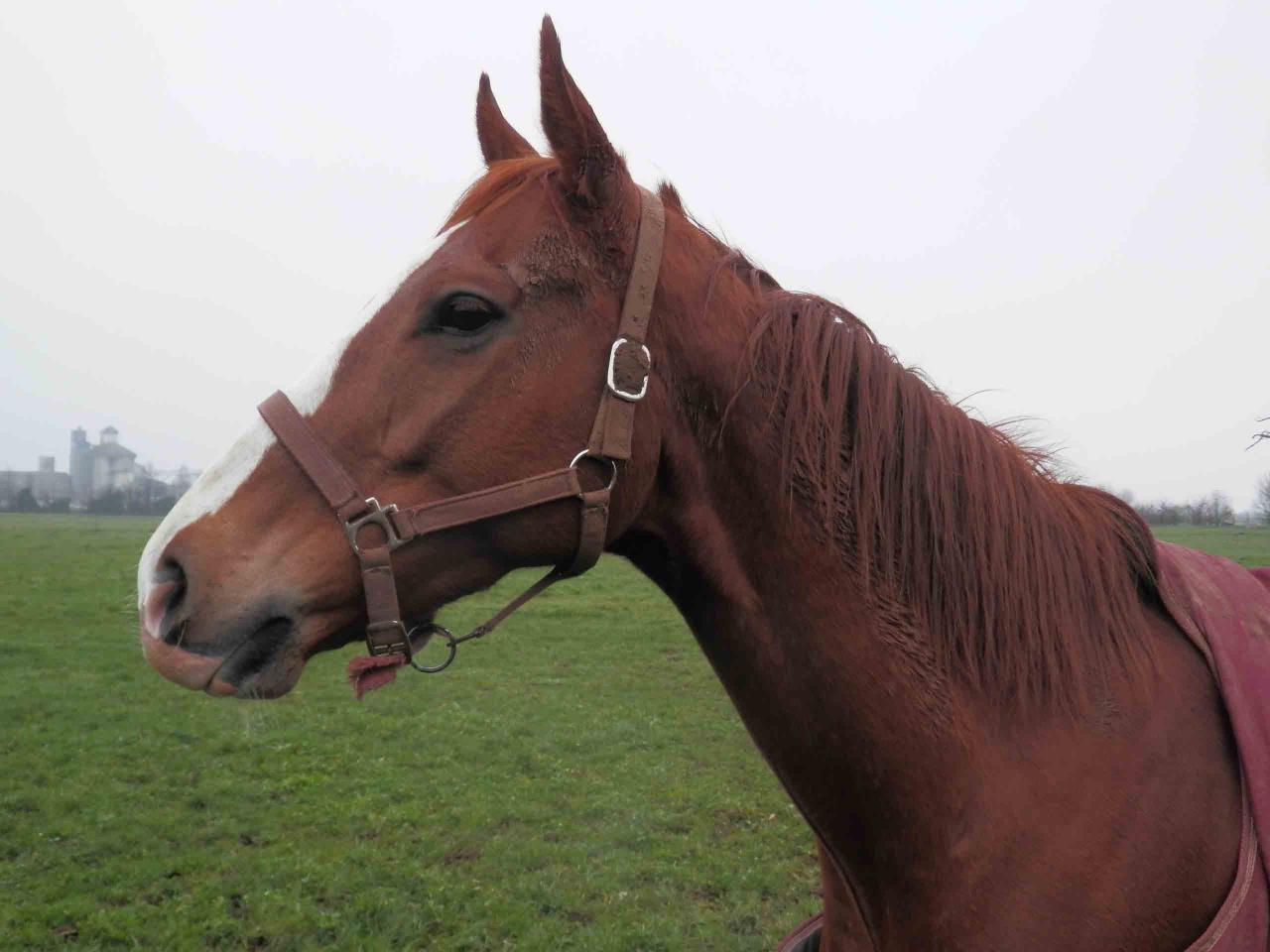 141227 Haras des Petits Champs 03