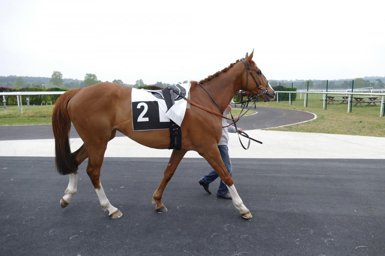 150424 Prix de la Chapelle-La-Reine à Fontainebleau, course D