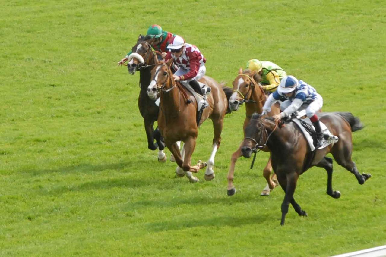 150511 Prix Prudent à Maisons Laffite, course D