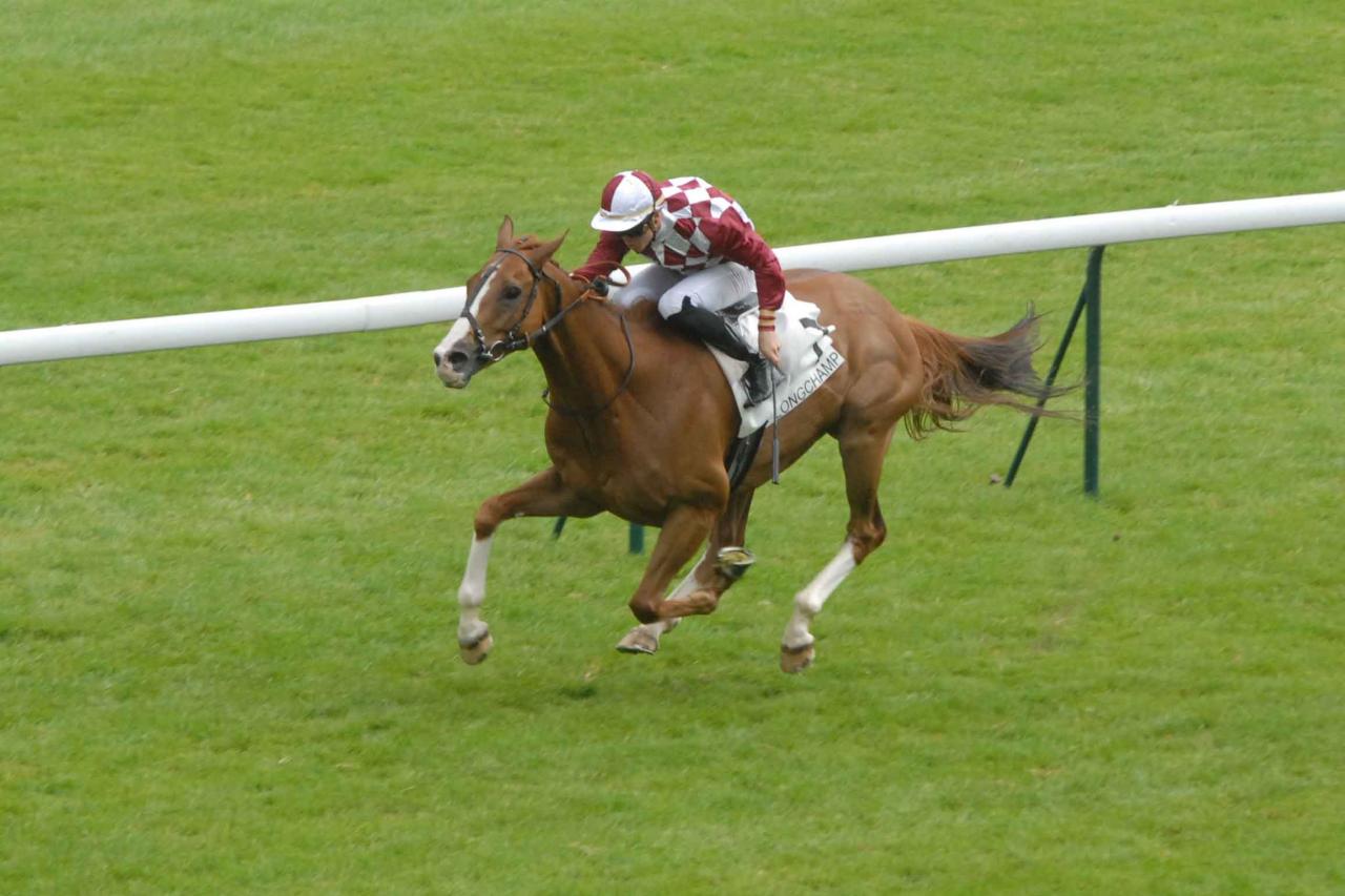 150618 Quai aux Fleurs Longchamp, course D