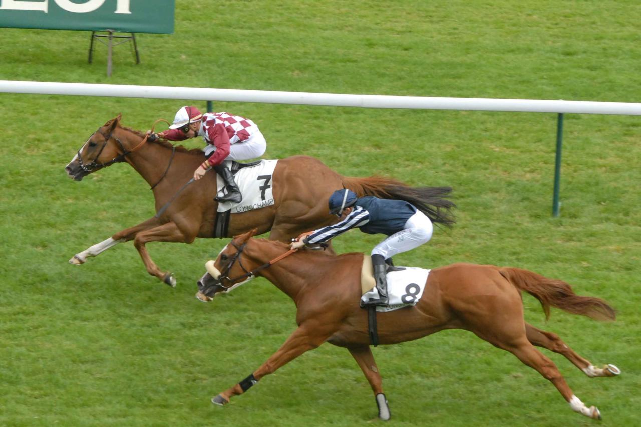 150618 Quai aux Fleurs Longchamp, course D
