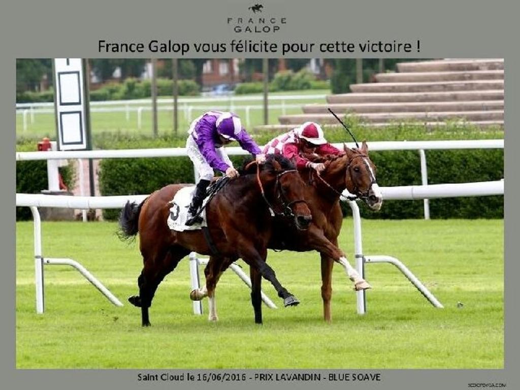 160616 Prix du Lavandin