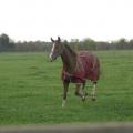 141109 haras des petits champs 2014 01