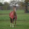 141109 haras des petits champs 2014 02