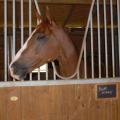 141109 haras des petits champs 2014 03
