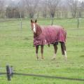 141227 Haras des petits champs 01