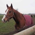 141227 Haras des Petits Champs 02