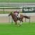 141729 prix de la croix de l oignon a chantilly 1