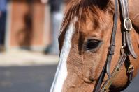 170330 cor de chasse l 11