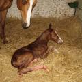 Naissance de BLUE SOAVE